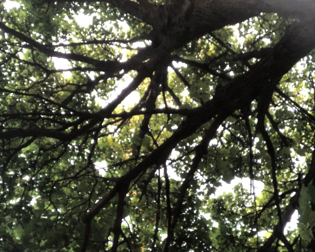 sky through leaves