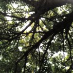 sky through leaves