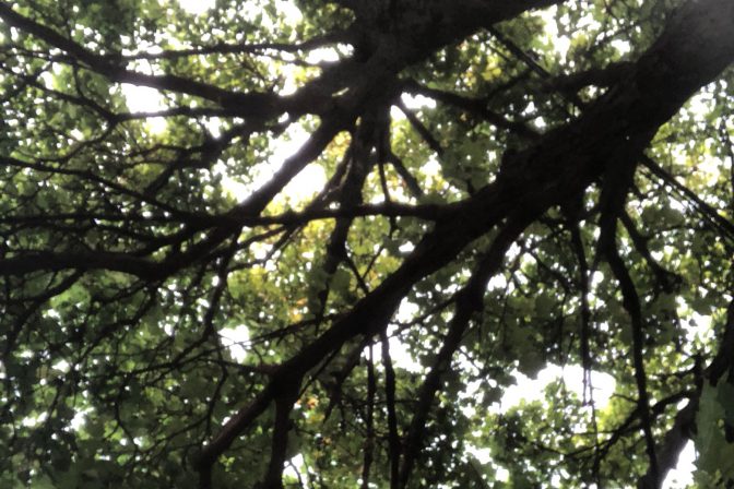 sky through leaves