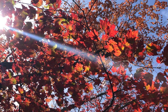 leaves
