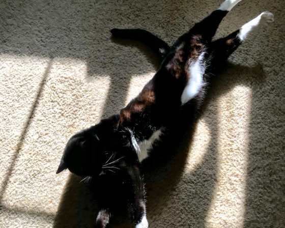 Kitten in Sun