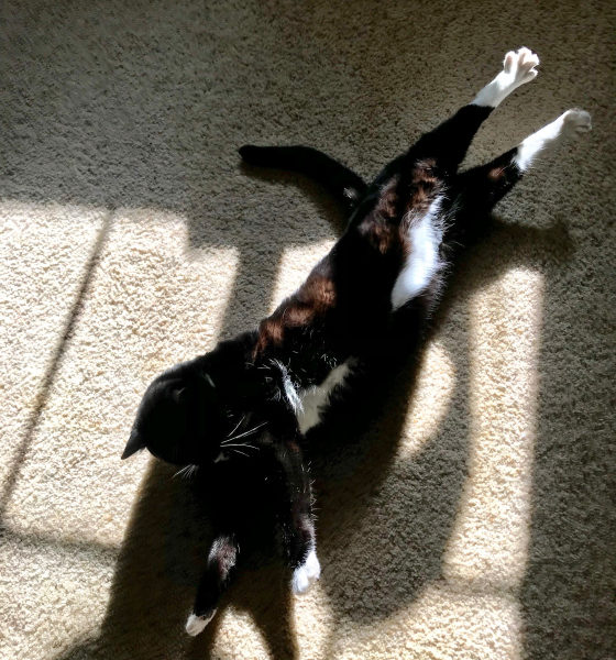 Kitten in Sun
