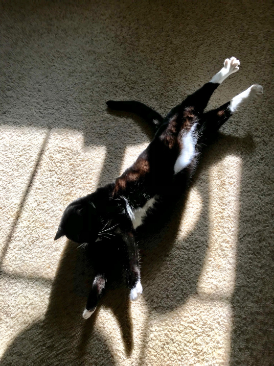 Kitten in Sun